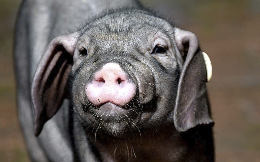 Животные в фотографиях