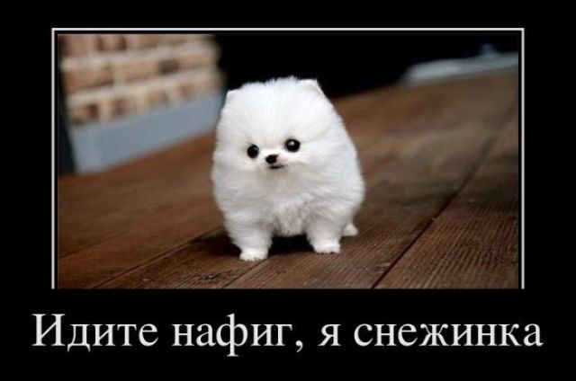 Демотиваторы