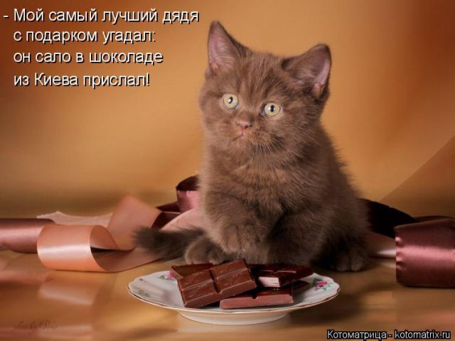 Лучшие котоматрицы недели