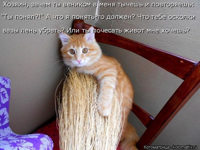 Лучшие котоматрицы недели