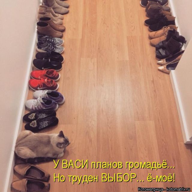 Лучшие котоматрицы недели