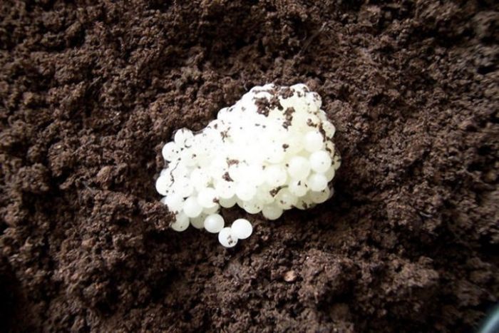 Опасная пища Опасная пища