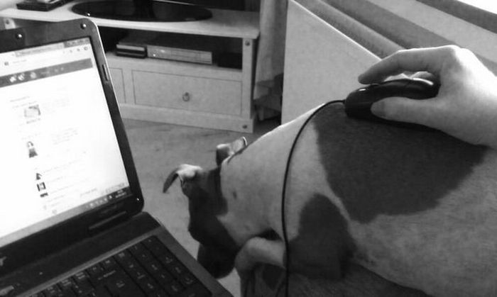 Прикольные картинки