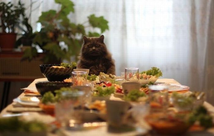 Прикольные картинки