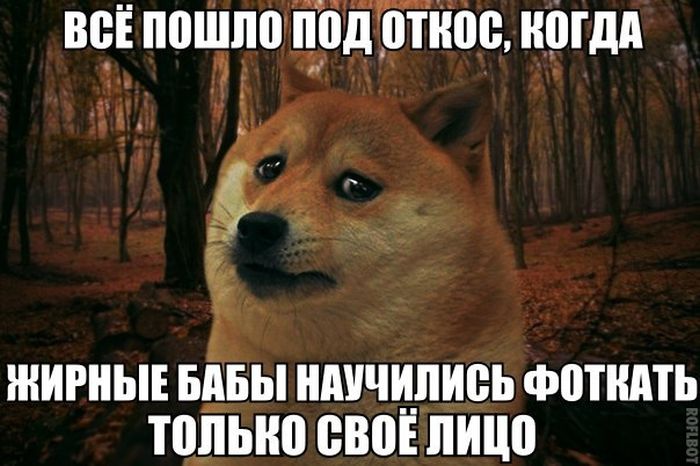 Порция картинок