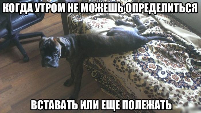 Порция картинок