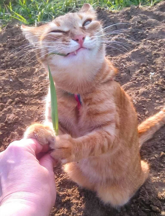 Прикольные фотожабы