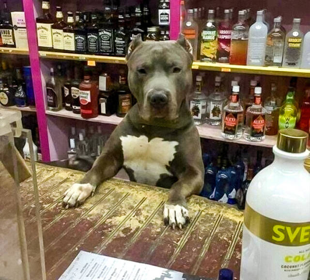 Прикольные фотожабы
