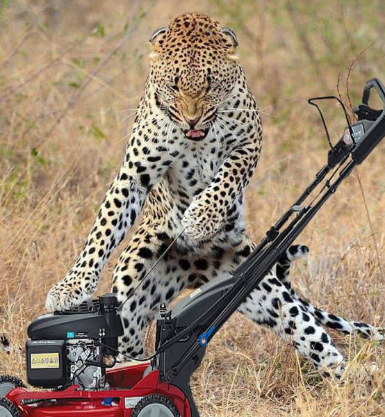 Прикольные фотожабы