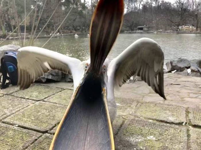 Прикольные фотожабы