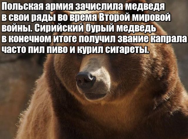 Любопытные факты, которые не могут не удивить
