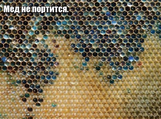 Любопытные факты, которые не могут не удивить