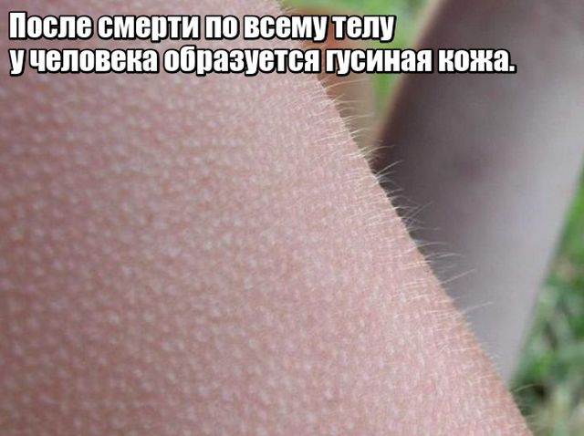 Любопытные факты, которые не могут не удивить