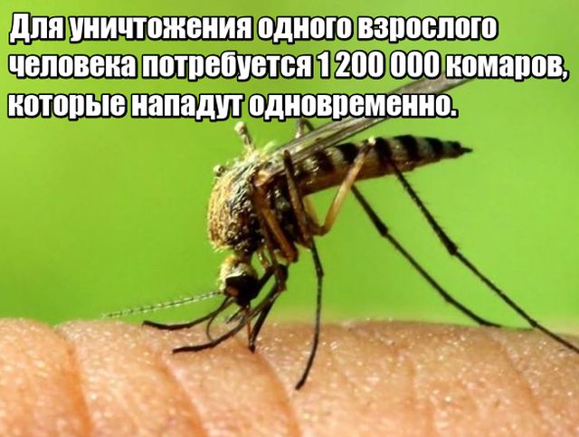 Любопытные факты, которые не могут не удивить