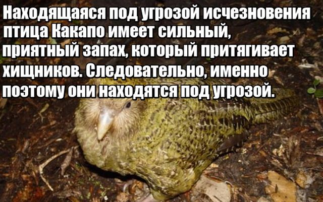 Любопытные факты, которые не могут не удивить