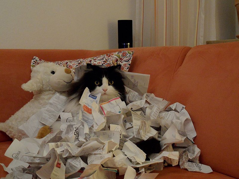 Кошки, которые не умеют играть в прятки