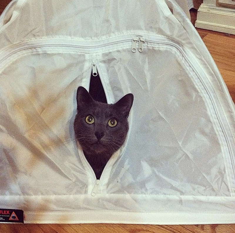 Кошки, которые не умеют играть в прятки