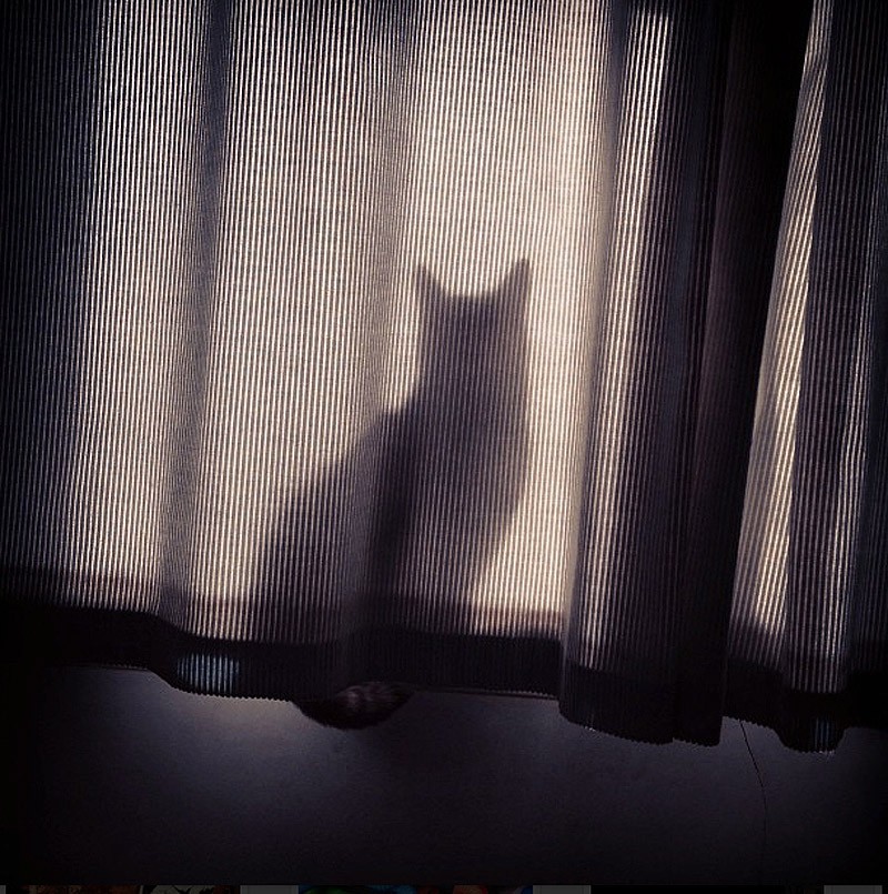 Кошки, которые не умеют играть в прятки