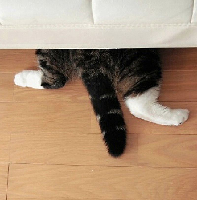 Кошки, которые не умеют играть в прятки