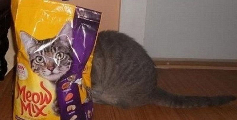 Кошки, которые не умеют играть в прятки