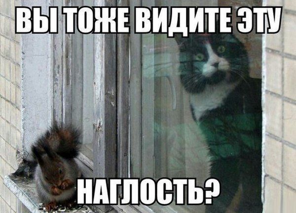 Прикольные картинки (56 фото)
