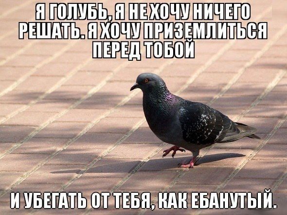 Прикольные картинки (56 фото)