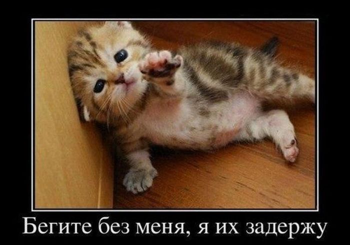 Демотиваторы