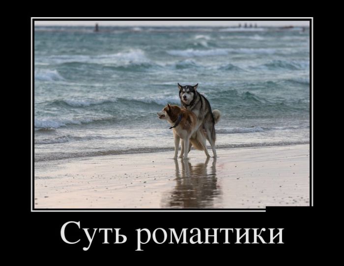 Демотиваторы