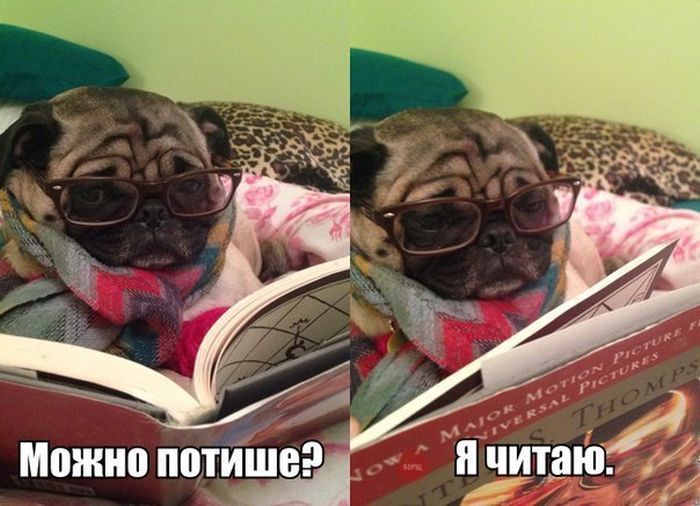 Прикольные картинки