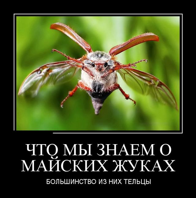 Демотиваторы