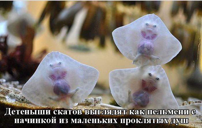 Порция картинок