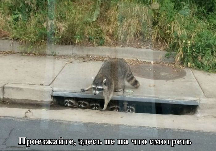 Порция картинок