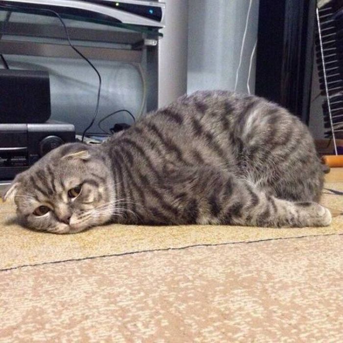 Животные не любят поездки к ветеринару