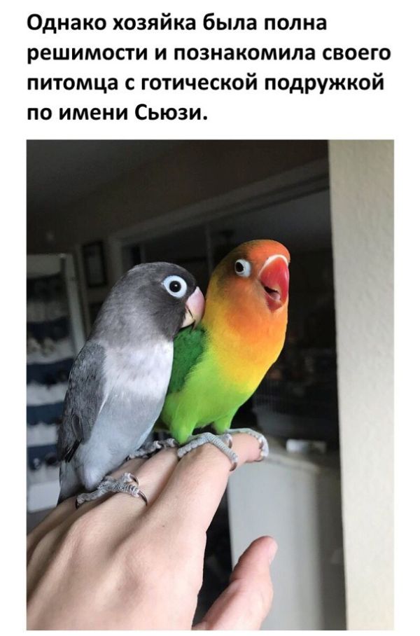 История любви двух попугаев