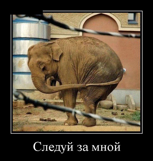 Демотиваторы