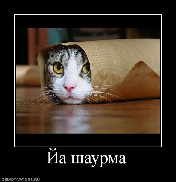 Демотиваторы (53 фото)