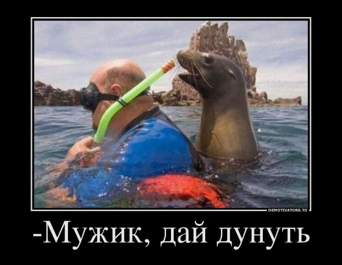Демотиваторы (51 фото)