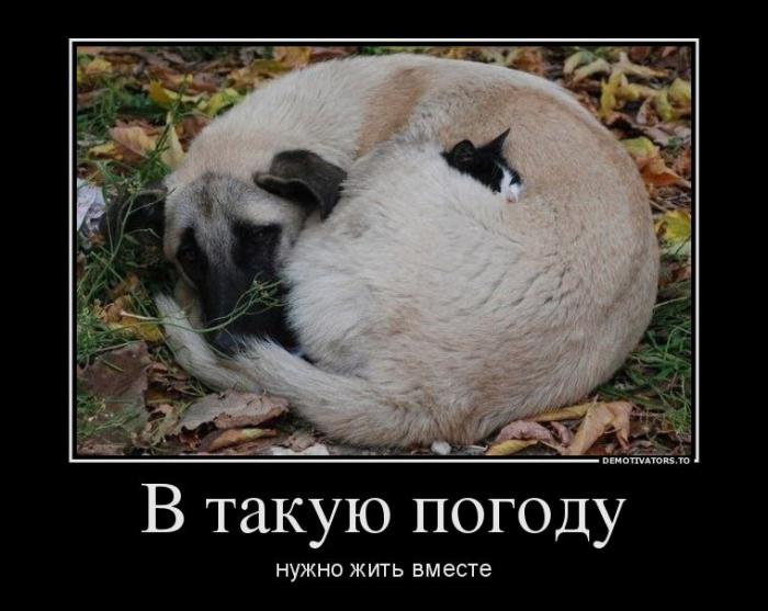 Демотиваторы (51 фото)