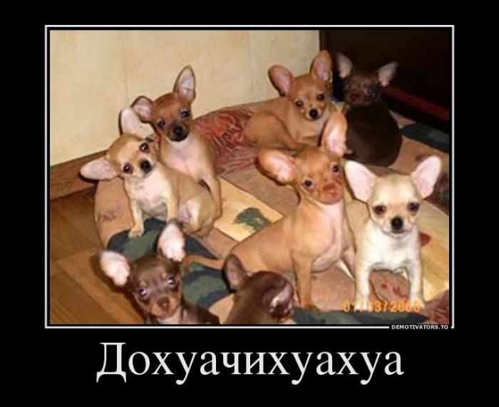 Демотиваторы (51 фото)