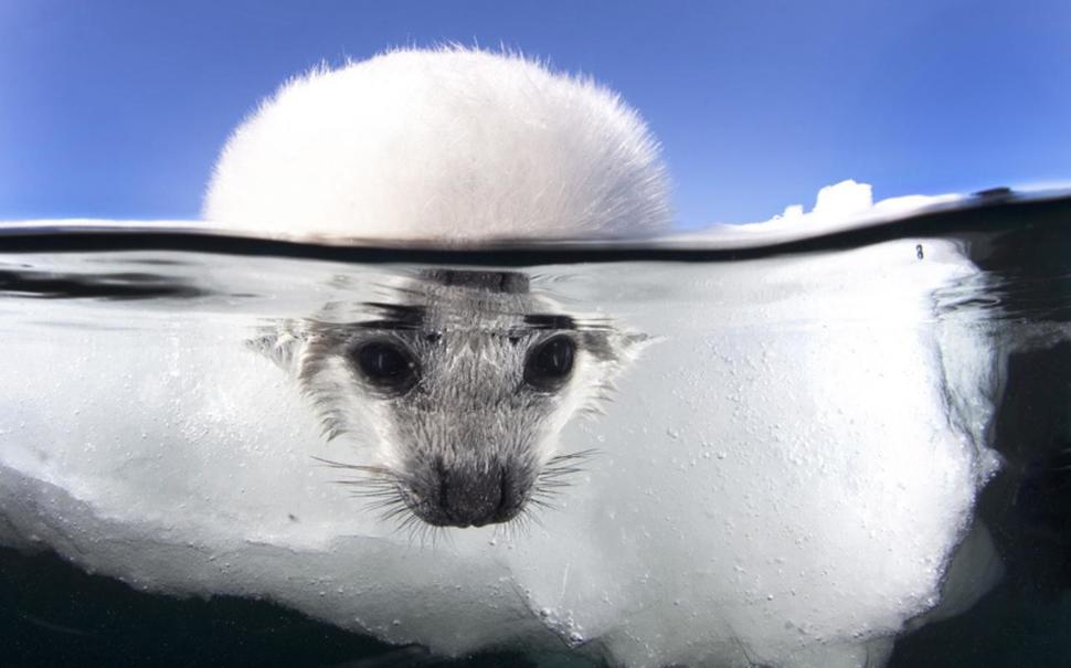 Что скрывается под водой: 34 невероятные фотографии