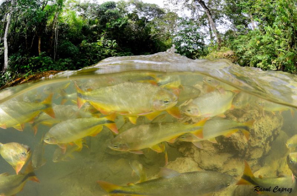 Что скрывается под водой: 34 невероятные фотографии