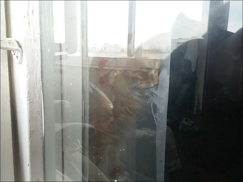 Хозяина на балконе закрыл его кот