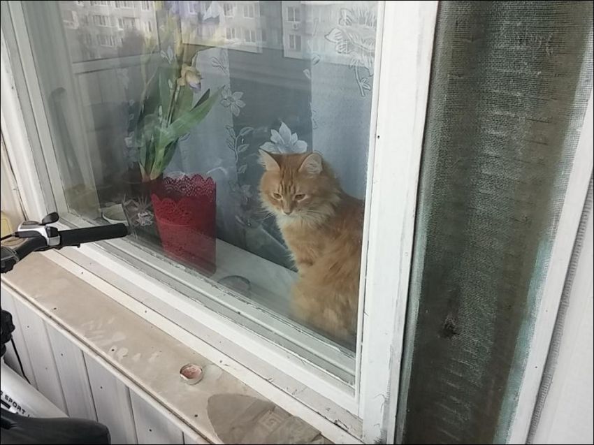 Хозяина на балконе закрыл его кот
