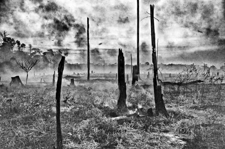 25 душераздирающих фотографий диких животных, пострадавших от рук браконьеров 25 душераздирающих фотографий диких животных, пострадавших от рук браконьеров