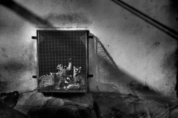 25 душераздирающих фотографий диких животных, пострадавших от рук браконьеров 25 душераздирающих фотографий диких животных, пострадавших от рук браконьеров
