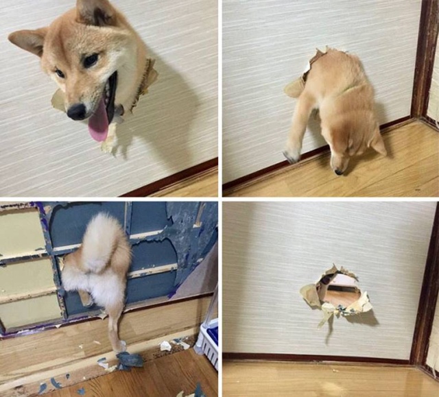 Прикольные картинки