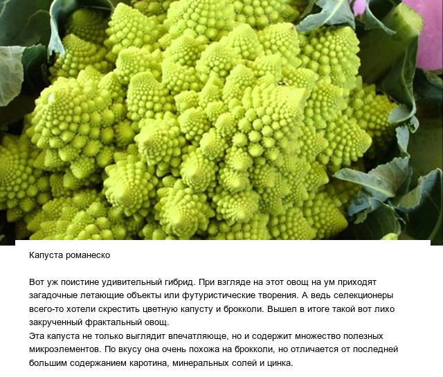 Странные овощи и необычные плоды, которые вас точно удивят