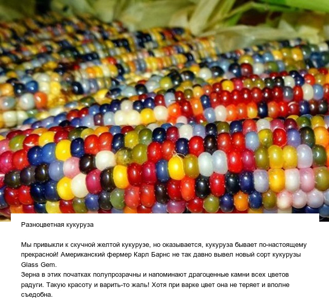 Странные овощи и необычные плоды, которые вас точно удивят