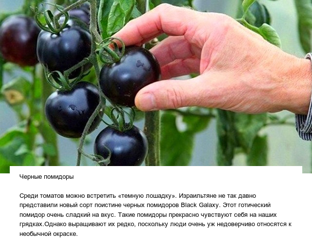 Странные овощи и необычные плоды, которые вас точно удивят