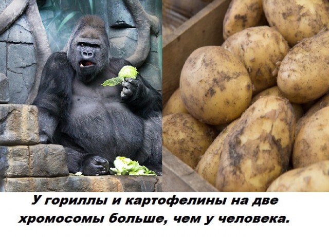 Бесполезные факты обо всем на свете